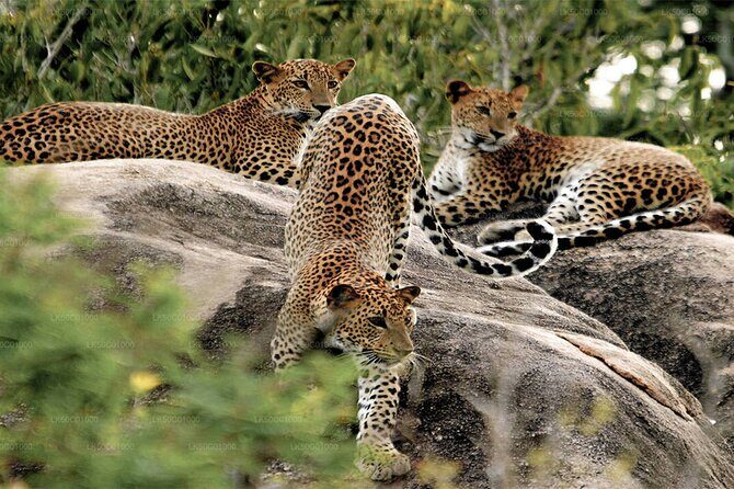 Yala National Park Leopard Safari Wildlife Private Adventure - Logistics and Practical Details