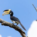 Yala National Park Private Tour with Fast Entry - The Itinerary in Detail