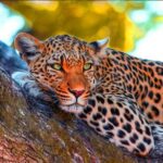 Yala National Park Safari from Ahungalla - Exploring the Itinerary in Detail