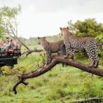 Yala National Park Safari from Ahungalla,Kosgoda,Bentota - FAQs
