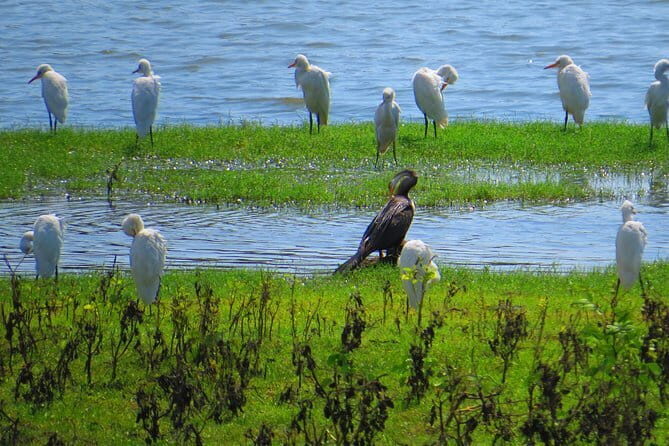 Yala National Park Safari from Ella - Transport and Comfort