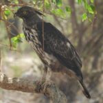 Yala National Park Safari | From Ella - Who Is This Tour Best For?