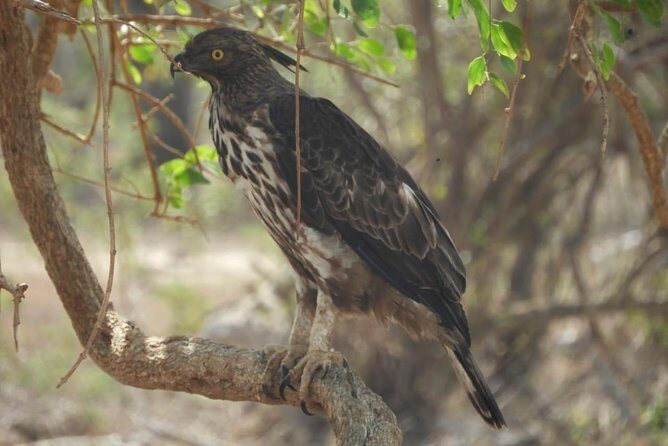 Yala National Park Safari | From Ella - Who Is This Tour Best For?