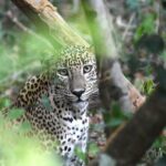 Yala National Park Safari from Galle - Who Will Love This Tour?
