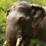 Yala National Park Safari from Hambantota Port - The Real Value of the Experience