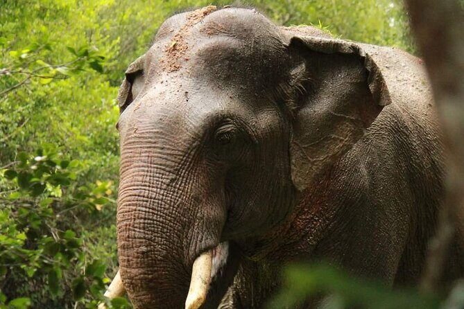 Yala National Park Safari from Hambantota Port - The Real Value of the Experience