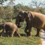 Yala National Park Safari from Mirissa - Authentic Insights from Reviewers