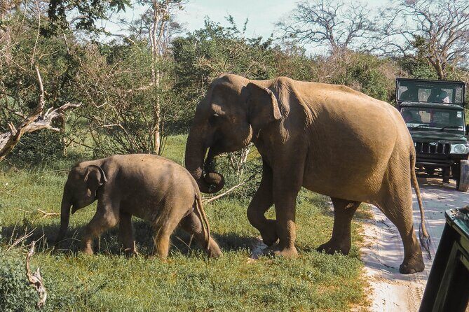 Yala National Park Safari from Mirissa - Authentic Insights from Reviewers