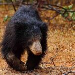 Yala National Park Safari from Udawalawe - Why This Tour Works