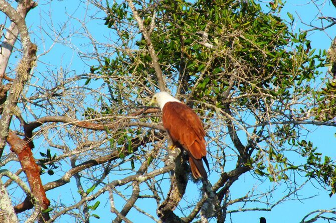 Yala National Park Safari Half Day and Full Day Tours - What Makes This Safari Unique?