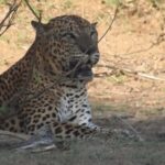 Yala National Park Safari Tours Morning/ Evening/ Full Day - The Experience Overview