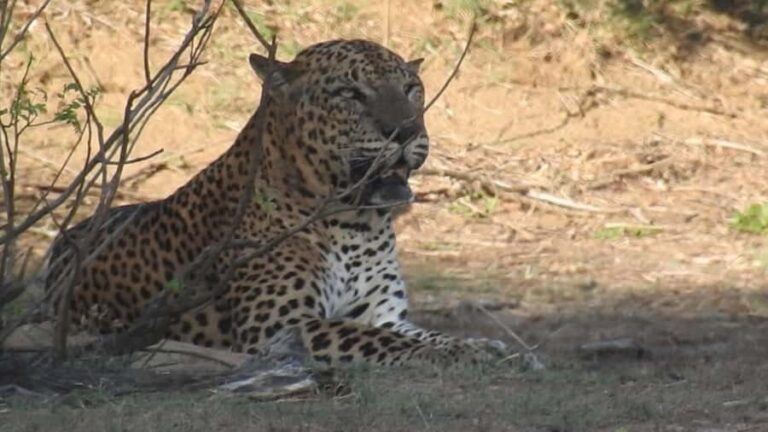 Yala National Park Safari Tours Morning/ Evening/ Full Day - The Experience Overview
