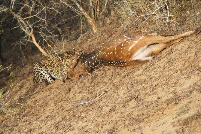 Yala National Park Special Leopard Safari Tour - Deep Dive into the Itinerary