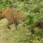 Yala Osha Safari Half day/Full day with Meals - Practical Details & Tips