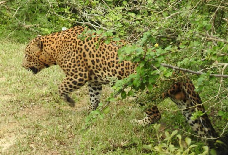 Yala Osha Safari Half day/Full day with Meals - Practical Details & Tips