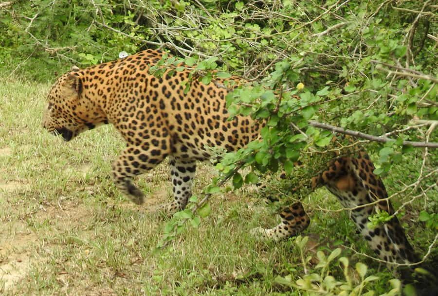 Yala Osha Safari Half day/Full day with Meals - Practical Details & Tips