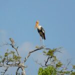 Yala outside Safari & Situlpawwa Temple Visit (ALL INCLUDED) Tour - Who Should Consider This Tour?