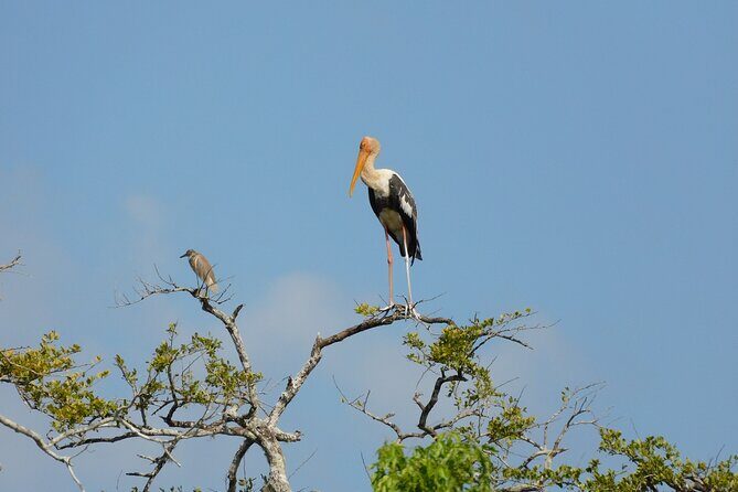 Yala outside Safari & Situlpawwa Temple Visit (ALL INCLUDED) Tour - Who Should Consider This Tour?