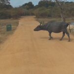 Yala Safari Day Tour - The Itinerary in Detail