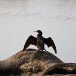 Yala Safari Day Trip from Bentota/ Kalutara/ Ahungalla/ Hikkaduwa - Final Thoughts