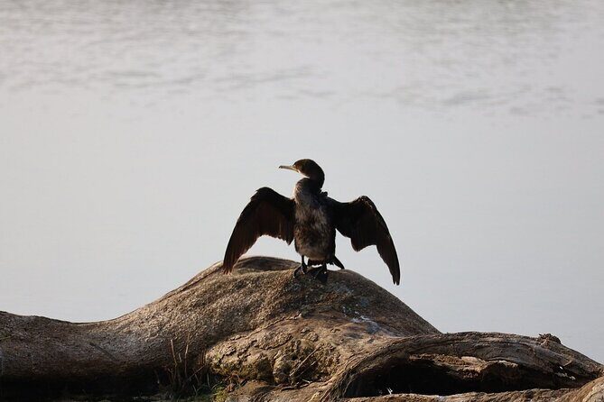 Yala Safari Day Trip from Bentota/ Kalutara/ Ahungalla/ Hikkaduwa - Final Thoughts