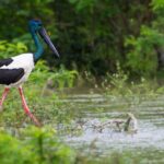 Yala Safari Day Trip from Mirissa/Weligama/Galle/Tangalle areas - Value and Pricing Analysis