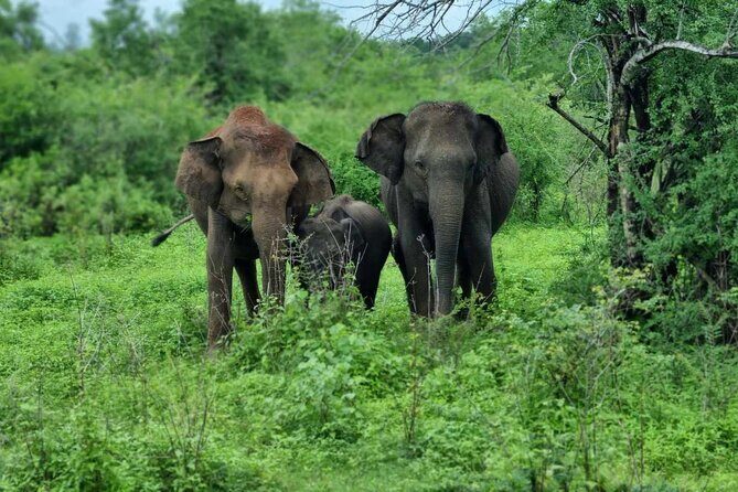 Yala safari from Galle / Unawatuna / Waligama / MIrissa / Matara - Who Should Consider This Tour?