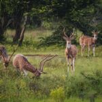 Yala Safari From Tissamaharama Safari Adventure - Why This Safari Delivers Real Value