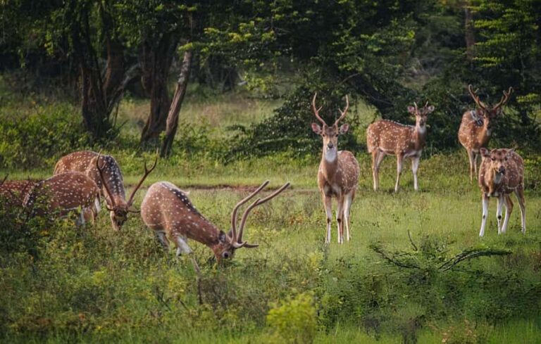 Yala Safari From Tissamaharama Safari Adventure - Why This Safari Delivers Real Value