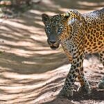 Yala Safari Private Day Trip from Bentota and Kalutara Areas - FAQ
