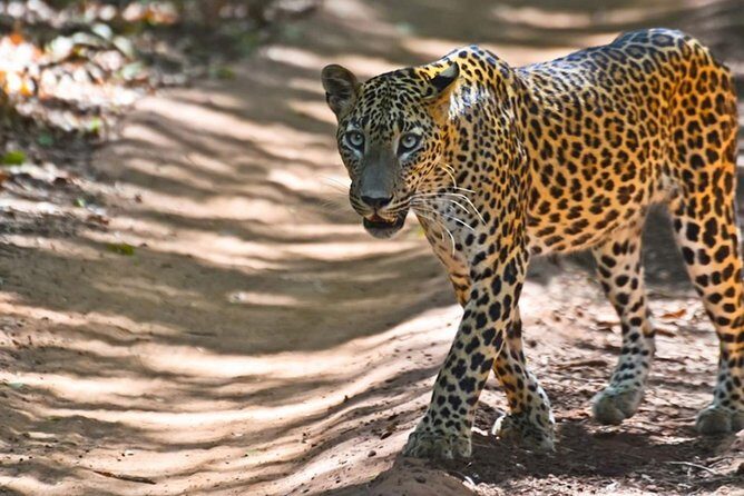 Yala Safari Private Day Trip from Bentota and Kalutara Areas - FAQ