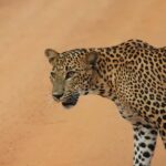 Yala Safari Tour from Hambantota Port by Ajith Safaris - The Safari Drives