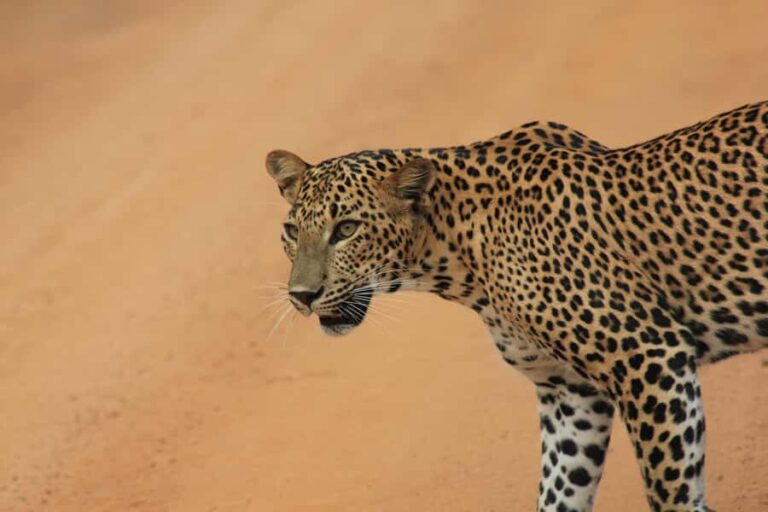Yala Safari Tour from Hambantota Port by Ajith Safaris - The Safari Drives