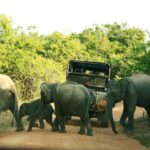 Yala Safari - Yala National Park - Why This Tour Offers Great Value