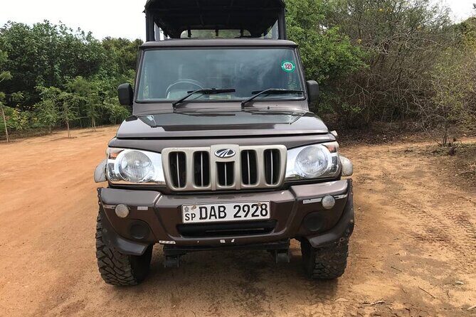 Yala sunrise half day by NPA Leopard Safari - A Deep Dive into the Yala Sunrise Safari Experience