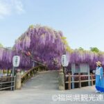 Yanagawa Great Wisteria and Traditional Canal Boat Experience - Practical Details and Value