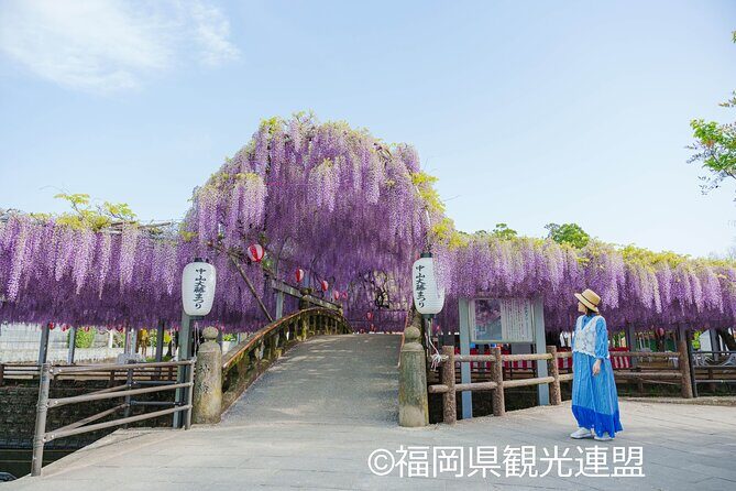 Yanagawa Great Wisteria and Traditional Canal Boat Experience - Practical Details and Value