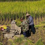 Yangshuo Highlights Li River Cruise and Biking Along Yulong River - The Itinerary in Detail