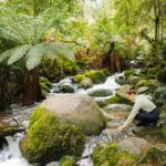 Yarra Valley: Redwood Forest Mountain Bike Adventure - What to Expect from the Tour