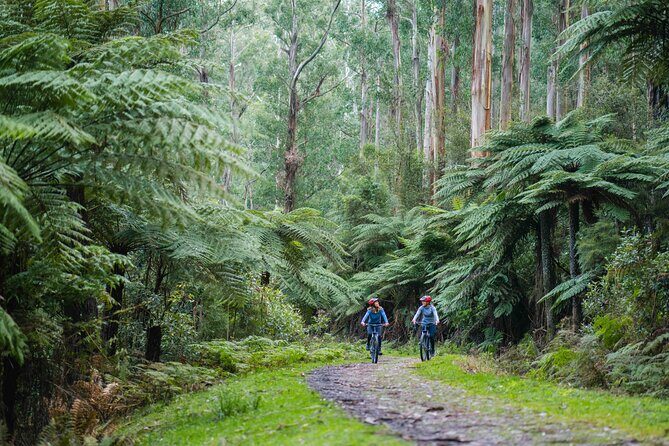 Yarra Valley Redwood Forest Mountain Bike Adventure - Authentic Touches from Past Participants