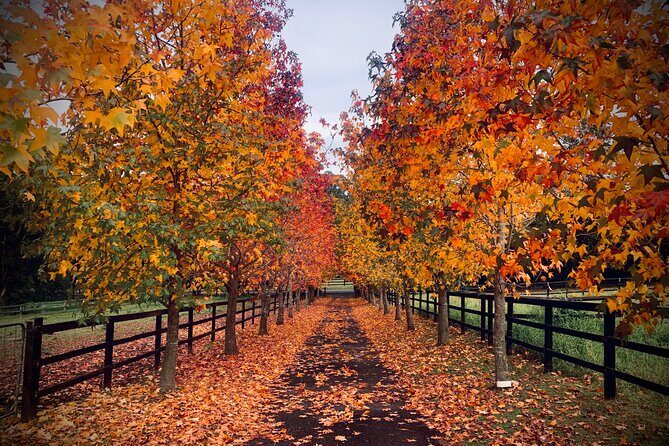 Yarramalong Valley Horse Farm Tours - The Experience Itself: What to Expect