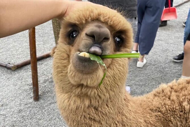 Yilan Whale Watching and Animal Farm Private Tour from Taipei - Final Thoughts: Who Will Love This Tour?