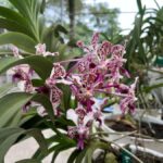 Yogyakarta: Merapi Volcano Trek with Transfer - Why This Tour Offers Great Value