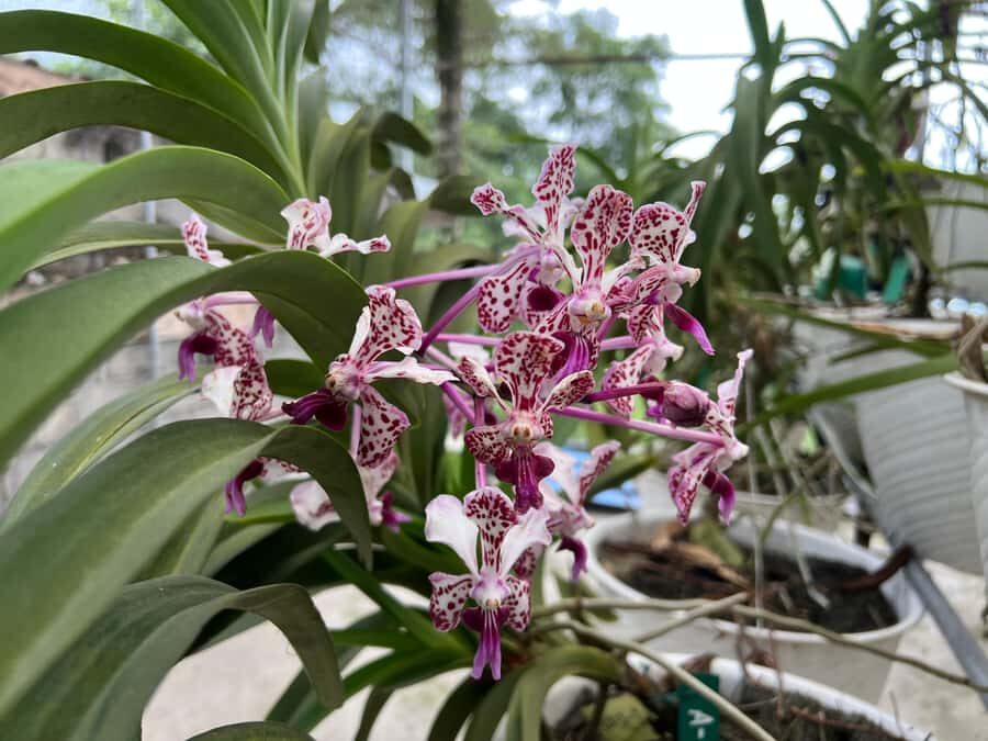 Yogyakarta: Merapi Volcano Trek with Transfer - Why This Tour Offers Great Value