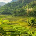 YOGYAKARTA; SELOGRIYO TEMPLE RICE FIELDS AND CHICKEN CHURCH. - Key Points