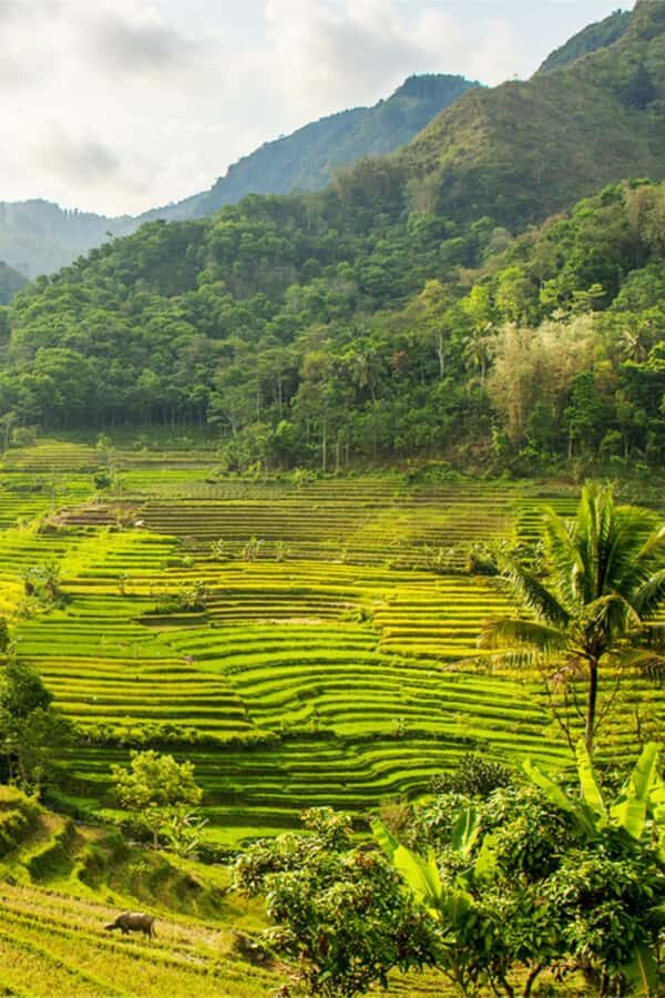 YOGYAKARTA; SELOGRIYO TEMPLE RICE FIELDS AND CHICKEN CHURCH. - Key Points