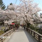 YokaBus Fukuoka Cherry Blossom Famous Spots and Night Sakura Tour - What’s Included and What You Should Consider