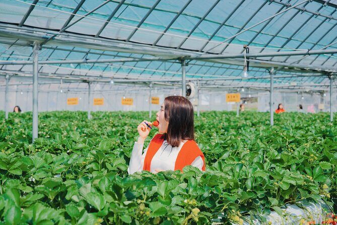YokaBus Fukuoka Strawberry Picking and Sakura Dyeing Experience - What to Expect from the Itinerary