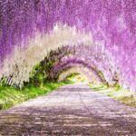 YokaBus Kawachi Wisteria Garden and Strawberry Picking Experience - Cost & What’s Included