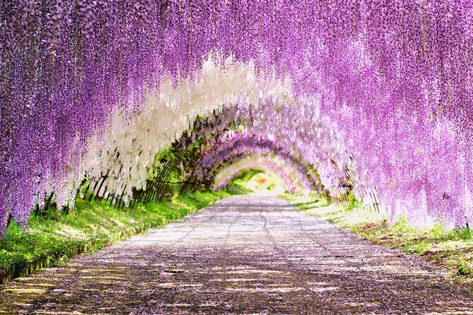 YokaBus Kawachi Wisteria Garden and Strawberry Picking Experience - Cost & What’s Included